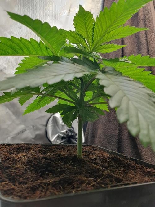 First Coco Run (DE/EN) x Hy-Pro. Week 3