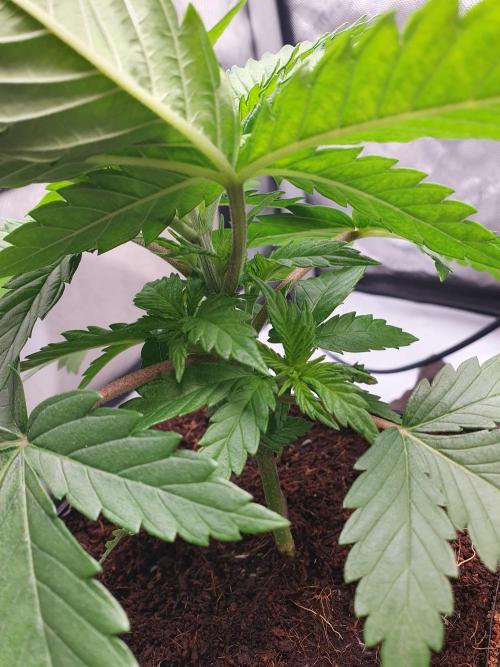 First Coco Run (DE/EN) x Hy-Pro. Week 3