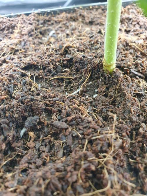 First Coco Run (DE/EN) x Hy-Pro. Week 3