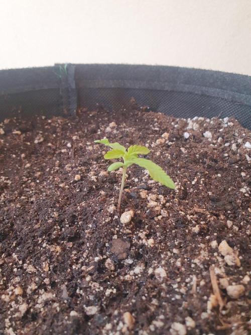 Bad Weather Grow #1 (DE/EN) x Hy-Pro. Week 2