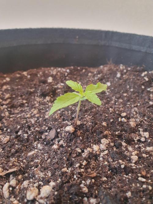 Bad Weather Grow #1 (DE/EN) x Hy-Pro. Week 2