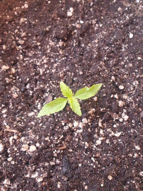 Bad Weather Grow #1 (DE/EN) x Hy-Pro. Week 2