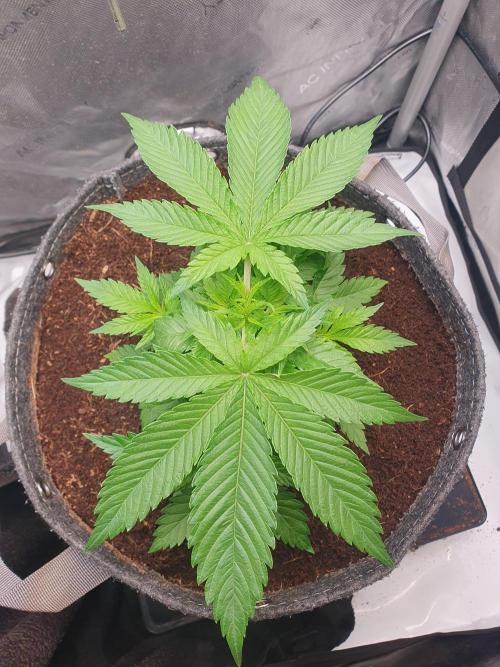 First Coco Run (DE/EN) x Hy-Pro. Week 4