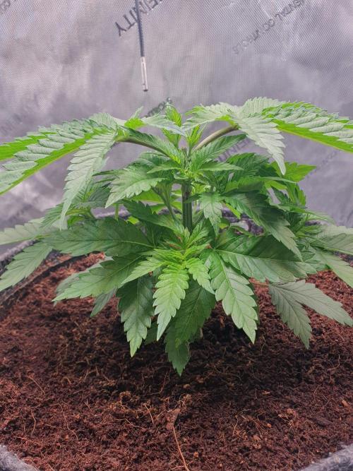 First Coco Run (DE/EN) x Hy-Pro. Week 4