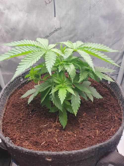 First Coco Run (DE/EN) x Hy-Pro. Week 4