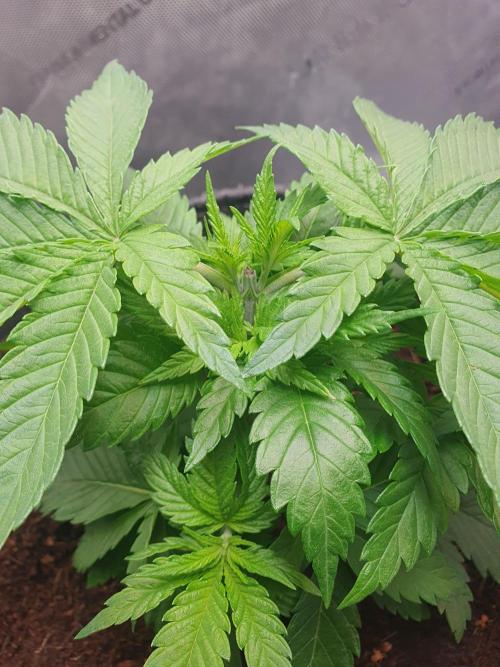 First Coco Run (DE/EN) x Hy-Pro. Week 4