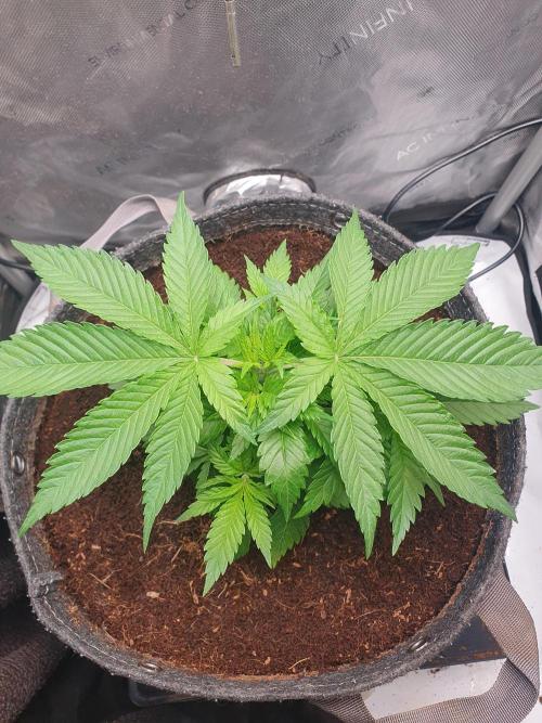 First Coco Run (DE/EN) x Hy-Pro. Week 4