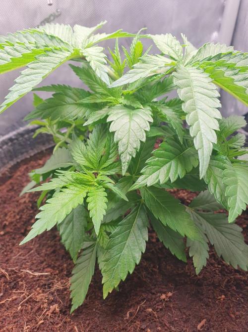 First Coco Run (DE/EN) x Hy-Pro. Week 4