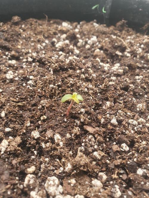 Balcony Plant #2 (DE/EN) x Hy-Pro. Week 0