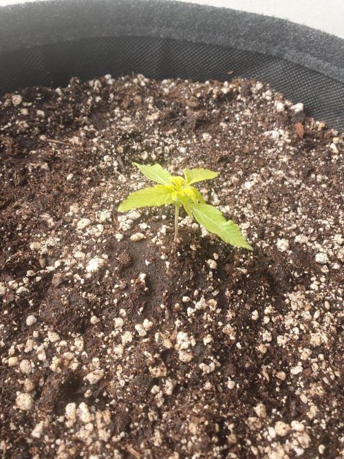 Bad Weather Grow #1 (DE/EN) x Hy-Pro. Week 3