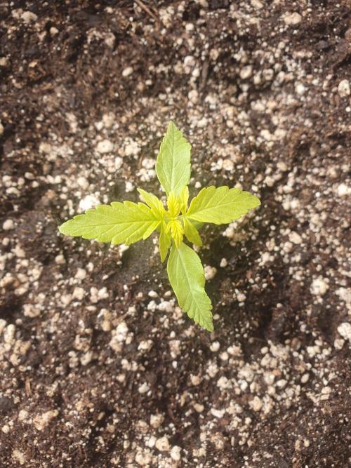 Bad Weather Grow #1 (DE/EN) x Hy-Pro. Week 3