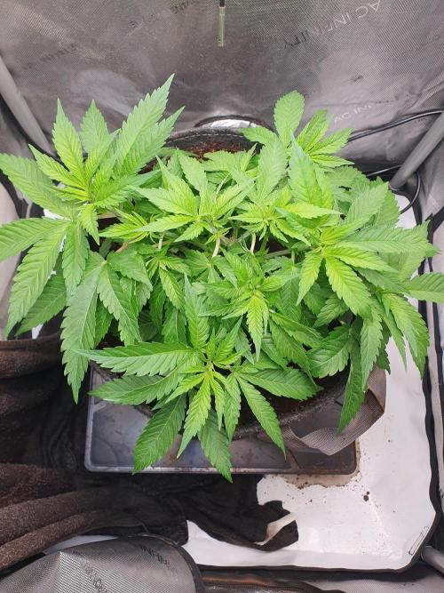 First Coco Run (DE/EN) x Hy-Pro. Week 5