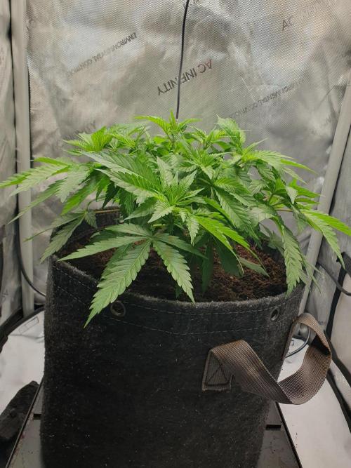 First Coco Run (DE/EN) x Hy-Pro. Week 5
