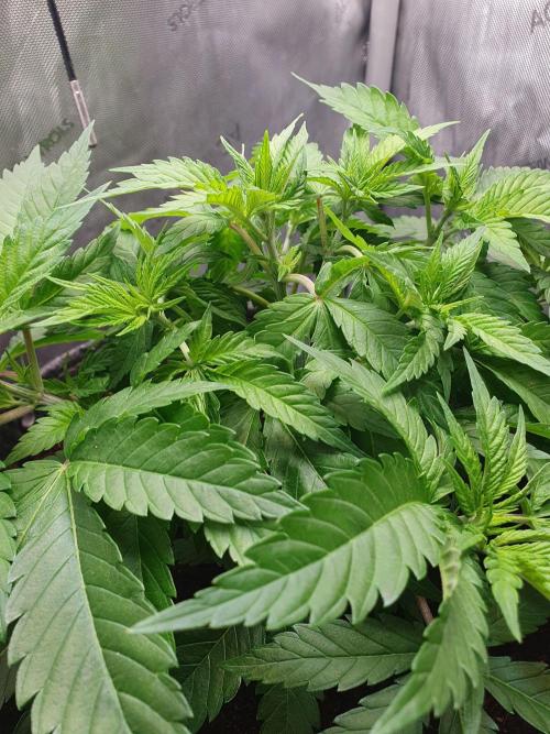 First Coco Run (DE/EN) x Hy-Pro. Week 5