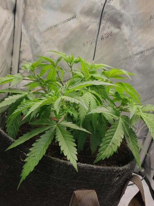 First Coco Run (DE/EN) x Hy-Pro. Week 5
