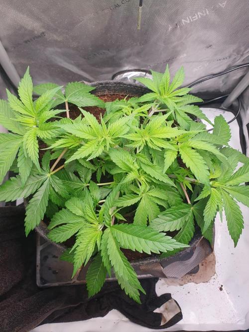 First Coco Run (DE/EN) x Hy-Pro. Week 5