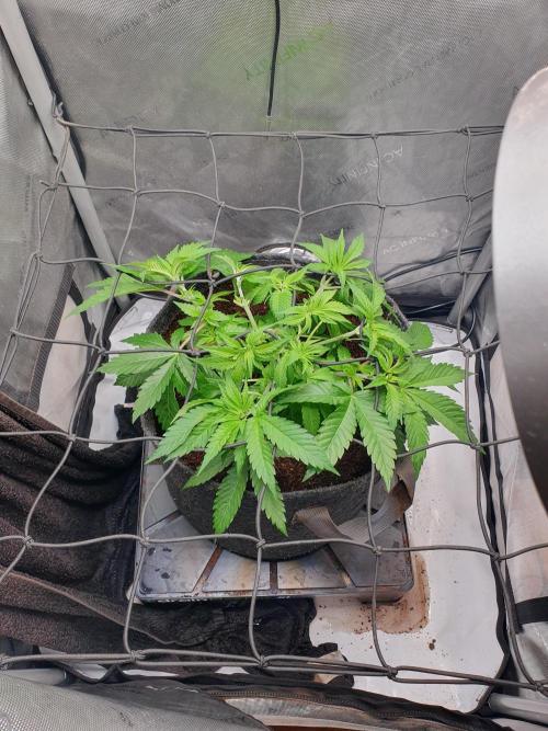First Coco Run (DE/EN) x Hy-Pro. Week 5