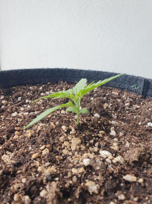 Balcony Plant #2 (DE/EN) x Hy-Pro. Week 2