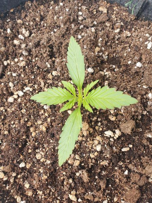 Balcony Plant #2 (DE/EN) x Hy-Pro. Week 2