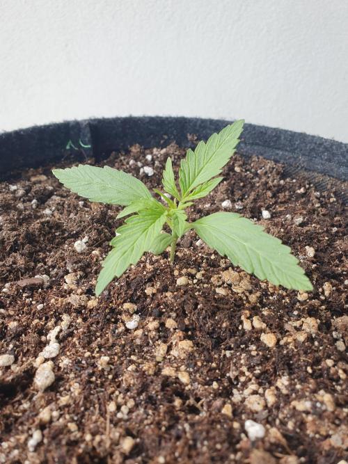 Balcony Plant #2 (DE/EN) x Hy-Pro. Week 2