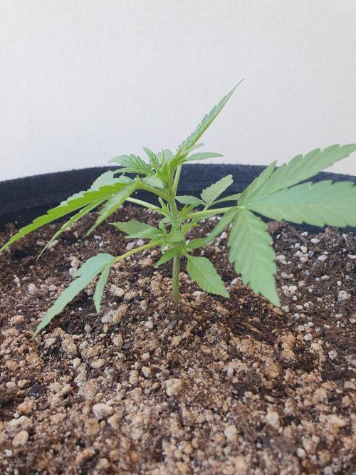 Bad Weather Grow #1 (DE/EN) x Hy-Pro. Week 5