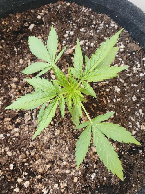 Bad Weather Grow #1 (DE/EN) x Hy-Pro. Week 5