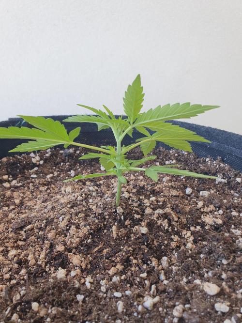 Bad Weather Grow #1 (DE/EN) x Hy-Pro. Week 5