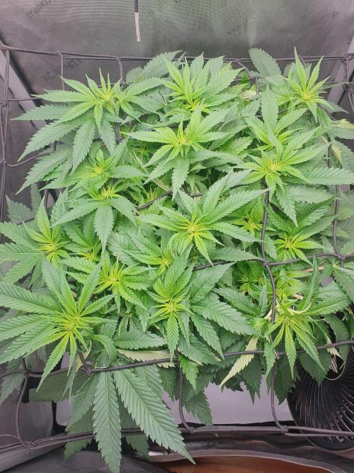 First Coco Run (DE/EN) x Hy-Pro. Week 7