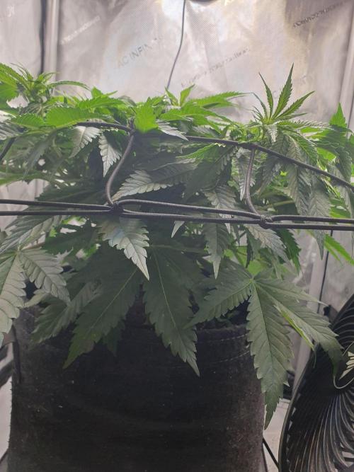 First Coco Run (DE/EN) x Hy-Pro. Week 7