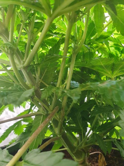 First Coco Run (DE/EN) x Hy-Pro. Week 7