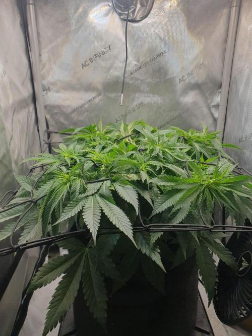First Coco Run (DE/EN) x Hy-Pro. Week 7