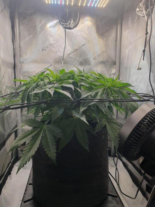 First Coco Run (DE/EN) x Hy-Pro. Week 7