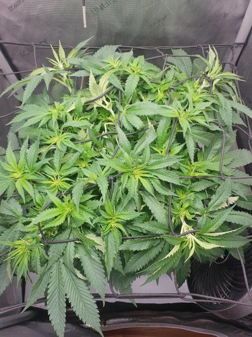 First Coco Run (DE/EN) x Hy-Pro. Week 7