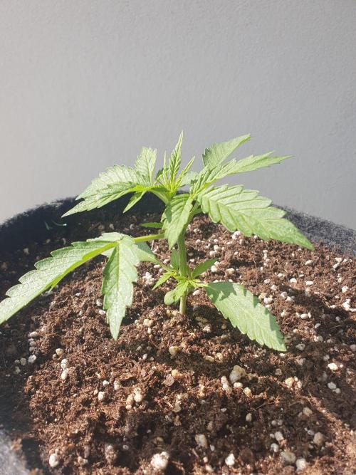 Balcony Plant #2 (DE/EN) x Hy-Pro. Week 3