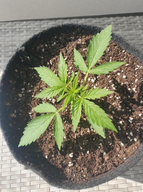 Balcony Plant #2 (DE/EN) x Hy-Pro. Week 3