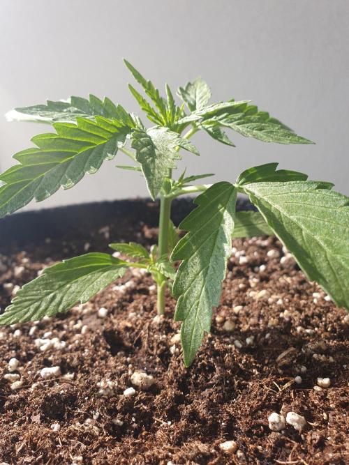 Balcony Plant #2 (DE/EN) x Hy-Pro. Week 3