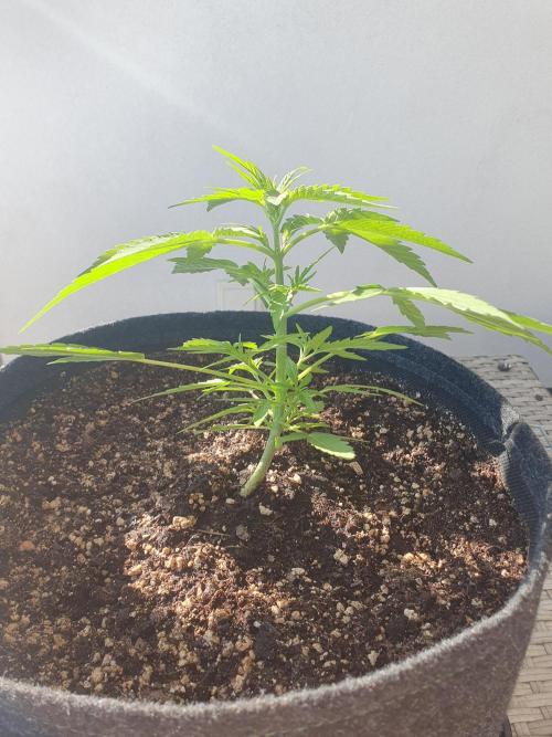 Bad Weather Grow #1 (DE/EN) x Hy-Pro. Week 6