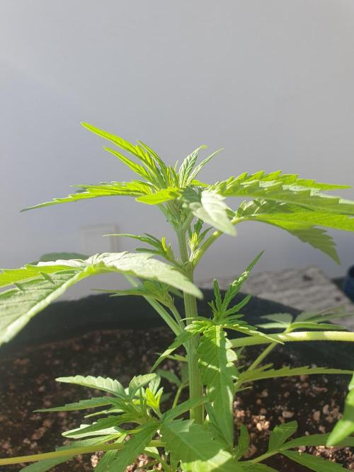 Bad Weather Grow #1 (DE/EN) x Hy-Pro. Week 6
