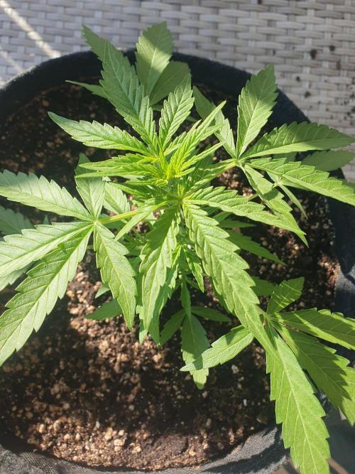 Bad Weather Grow #1 (DE/EN) x Hy-Pro. Week 6