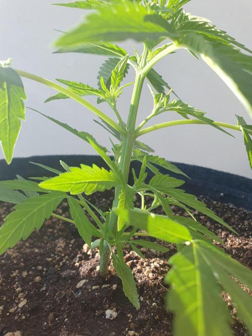 Bad Weather Grow #1 (DE/EN) x Hy-Pro. Week 6