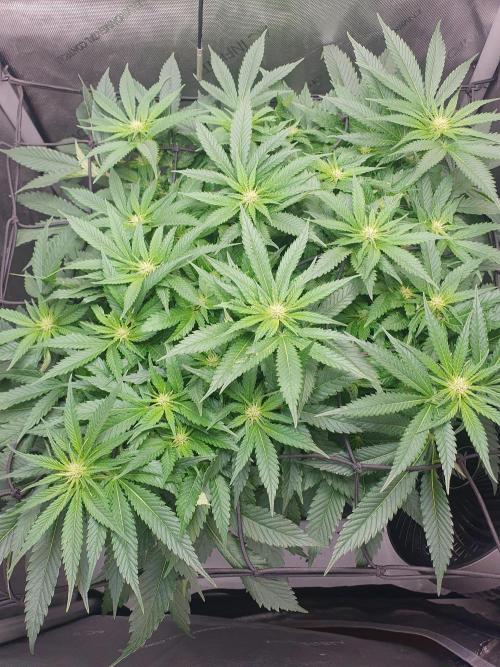 First Coco Run (DE/EN) x Hy-Pro. Week 8