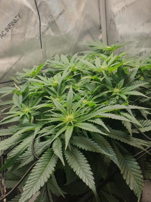 First Coco Run (DE/EN) x Hy-Pro. Week 8