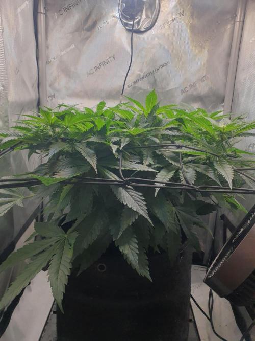 First Coco Run (DE/EN) x Hy-Pro. Week 8
