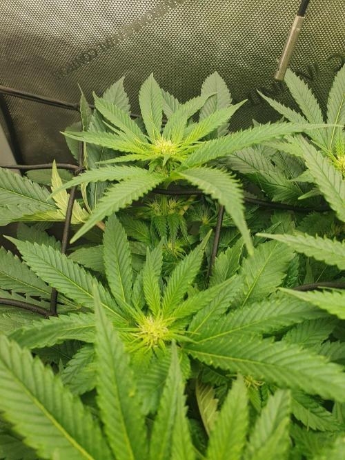 First Coco Run (DE/EN) x Hy-Pro. Week 8