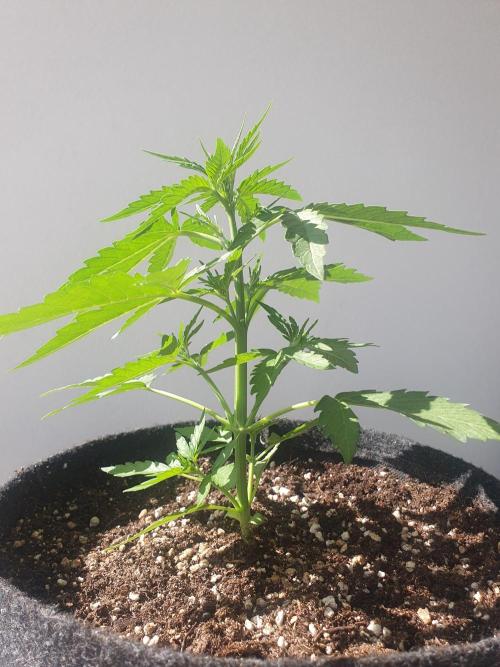 Balcony Plant #2 (DE/EN) x Hy-Pro. Week 4
