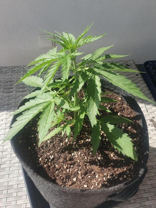 Balcony Plant #2 (DE/EN) x Hy-Pro. Week 4