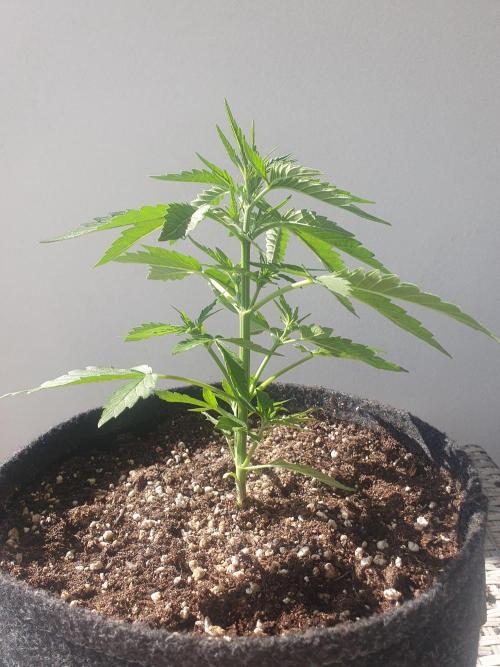 Balcony Plant #2 (DE/EN) x Hy-Pro. Week 4