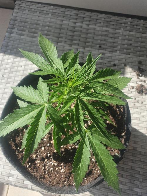 Balcony Plant #2 (DE/EN) x Hy-Pro. Week 4
