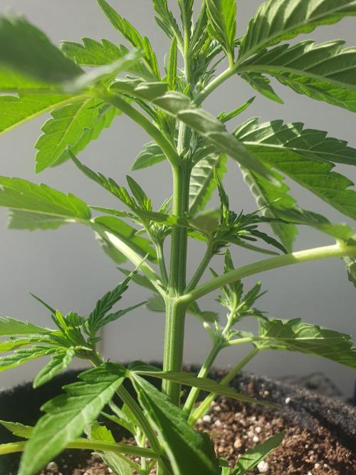 Balcony Plant #2 (DE/EN) x Hy-Pro. Week 4