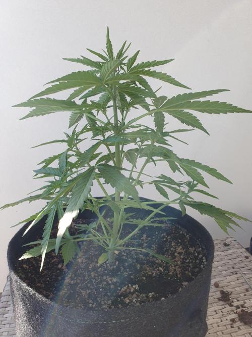 Bad Weather Grow #1 (DE/EN) x Hy-Pro. Week 7